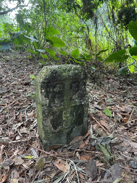 2024.11.10臥龍坡、藤山步道O型2647238