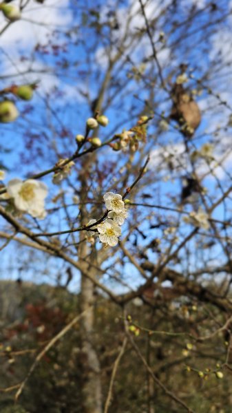 【走進望鄉部落，抬頭就見玉山】獵人古道之望美山、瓊山O繞16K。2972258
