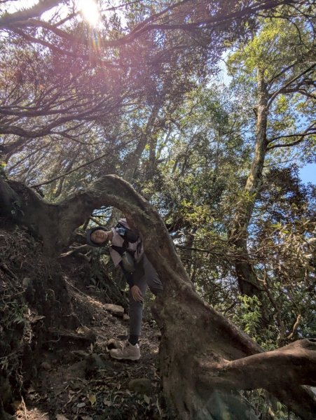 加里山（大坪登山口-杜鵑嶺-避難小屋）2767751