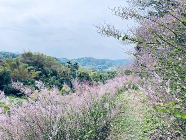 20250224 南投粉紅山丘麝香木秘境2743804