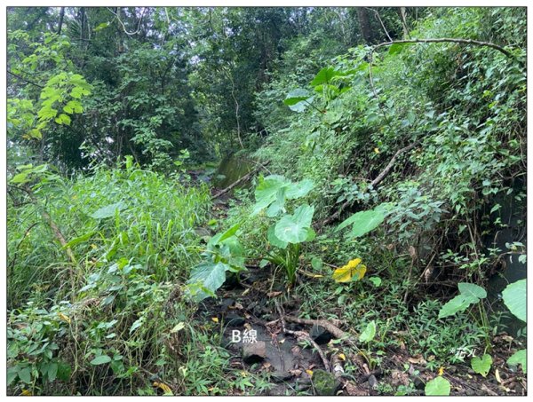 大克山 南稜線A上B下 (卓蘭最高峰)2825502