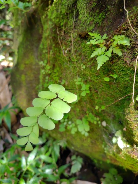 九彎仔步道2816564