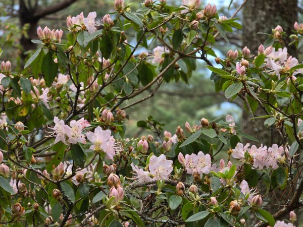 終於看到1000元背面的山景登頂玉山北峰／前峰2495833