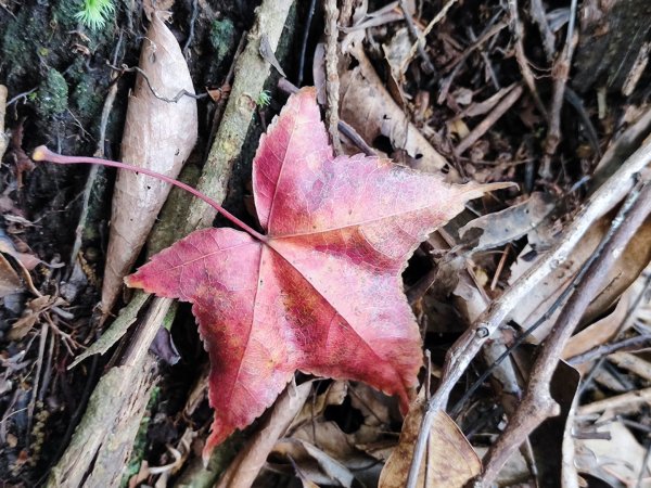 三峽白雞三山2963360