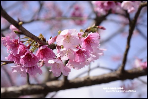 大熊櫻花林1252318