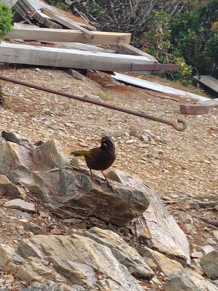 巒安堂、西巒大山2931660