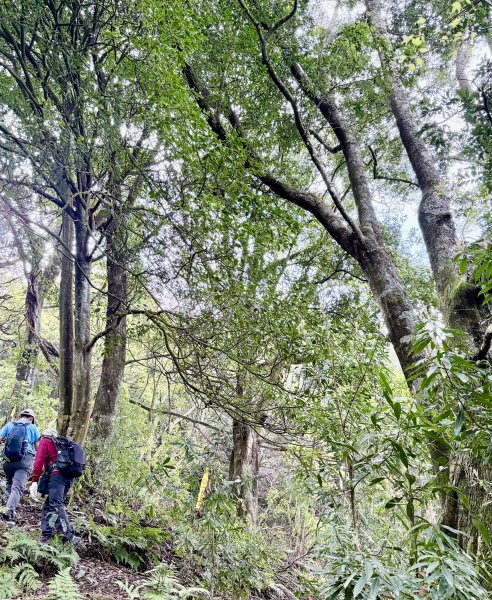 奧萬大登合流點山順撿楓樹林山.獅子頭    2025.3.112734145