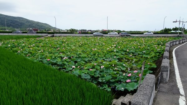 金山荷花池2181716