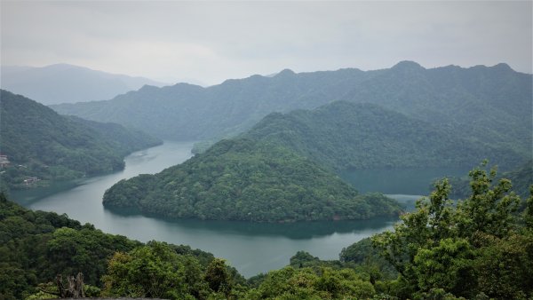 春之茶香花果處處開的石碇小格頭鱷魚島千島湖O型1688753