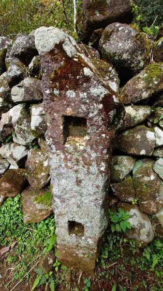 20260125 陽明山前後山健行(無極天元宮~山仔頂步道.向天池.向天山.面天山.二子坪)2998048