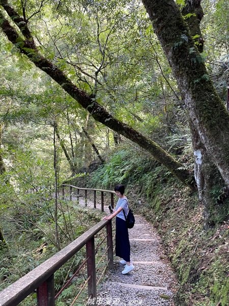 【桃園。復興】有氧森呼吸。 山迢路遠超美的拉拉山神木群步道1501114
