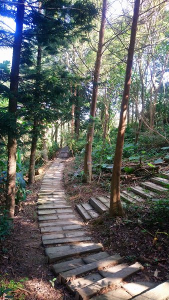 桃源里森林步道和龍鳳谷步道1591599