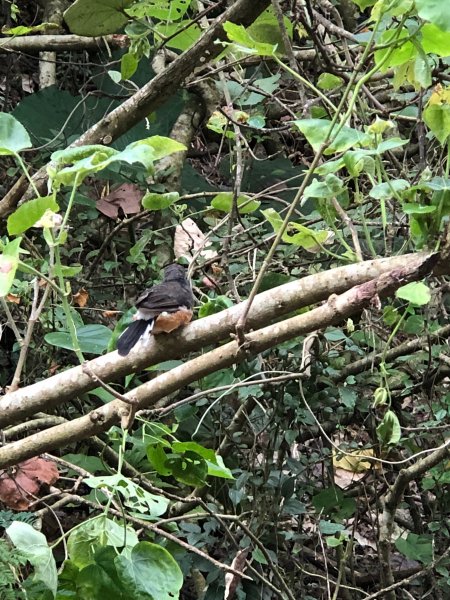 2020.10.01南壽山1119733