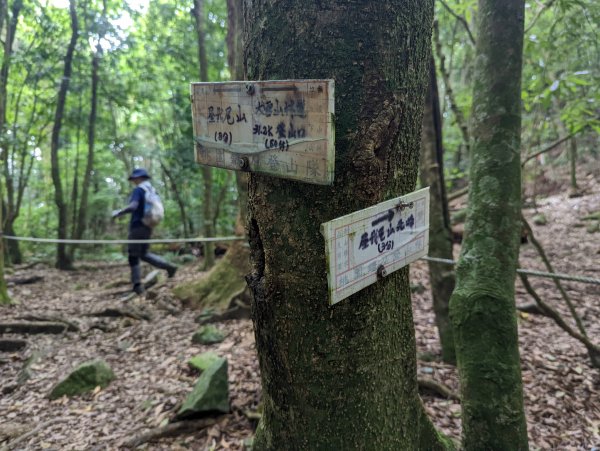 谷關七雄：屋我尾山（大雪山林道來回）1773198