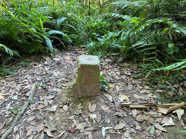 金山面山連走金面山2194573