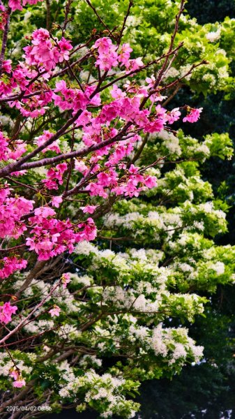 #綠繡眼 訪花 #吉野櫻 #天元宮 #楓樹湖 03162750775