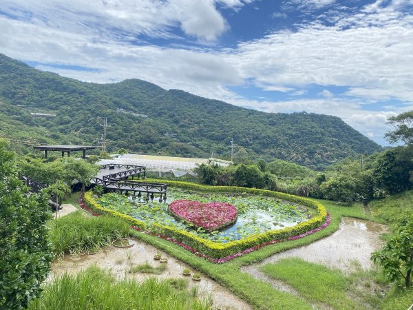 【賞花】內湖白石湖社區百合花盛開在5月~來場最美農村之旅