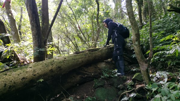 ✅糞箕湖古道回修擴徑.糞箕谷/串接完成 (溝渠遺址出土.糞箕湖雙線谷道貫通.全段新徑開通)2579817