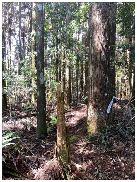 龍鳳峽縱走羊頭崙山(溪頭七連峰)2542320