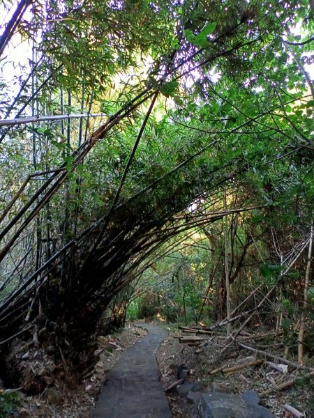 【臺北大縱走1】【益節逆齡行動】忠義山1171582