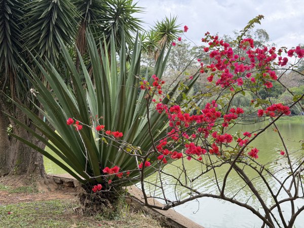 [紐約馬之行-68] 2025_1116 伊比拉布埃拉公園-中2955110