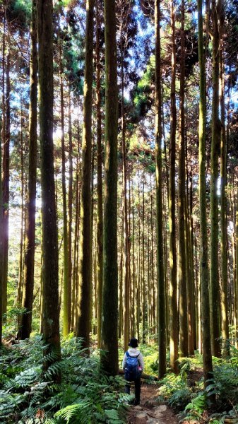 大霸尖山，小霸尖山，伊澤山，加利山，向天湖山，三角湖山，光天高山，李棟山，青蛙石步道，銅鏡山林步道1979420