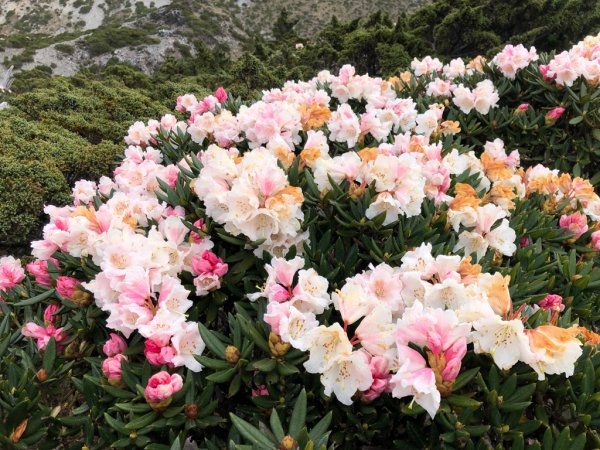 202505八大秀2874060