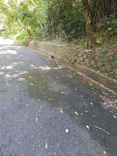 20260919草嶺古道3120769