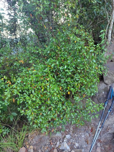 唐麻丹山 蝴蝶谷2918785