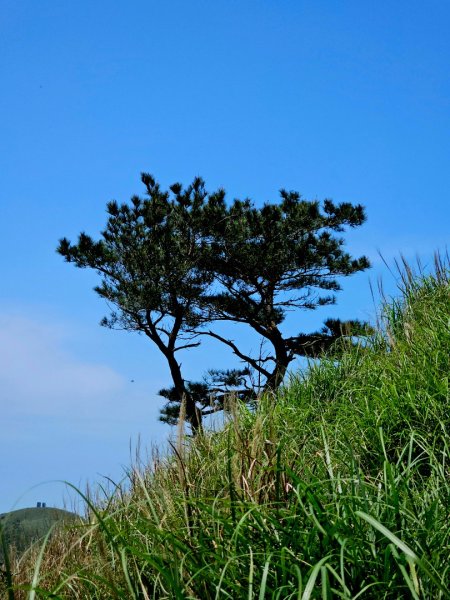 2026年臺北大縱走第二段：二子坪至小油坑3029491