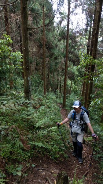 鵝公髻山之花400707