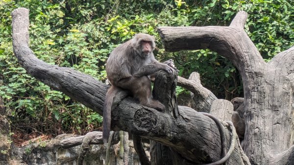 木柵動物園2322099