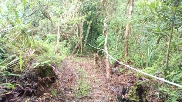 坪林區仁里坂橋-仁里坂山-金瓜寮土地公-仁里坂橋O型3132822