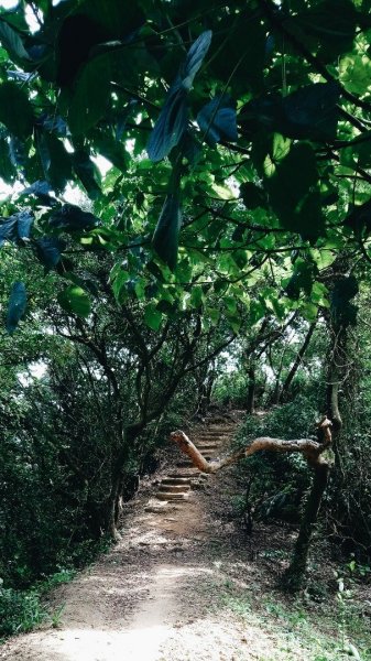 明舉山(柿子山) 康樂山 白鷺鷥山 連走523898