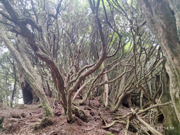 115/6/21-魯東高島縱走(魯壁東穗出高島）3078864