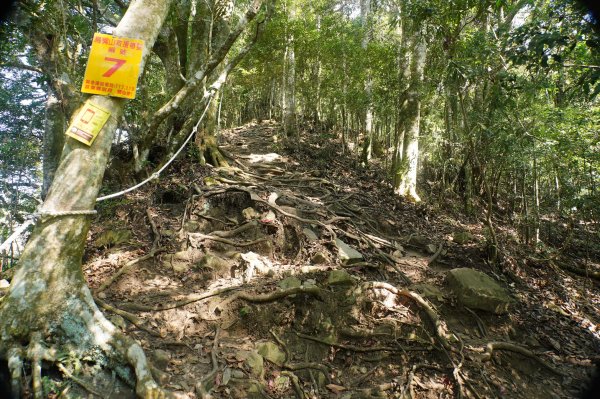 苗栗 泰安 上島山3023056