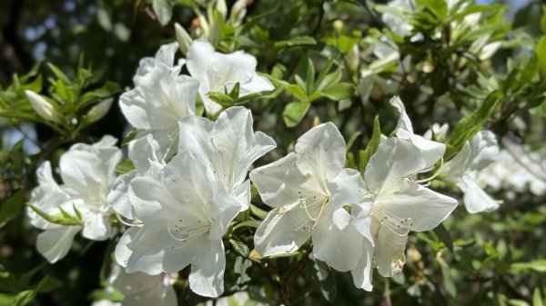 土城太極嶺|五城山|文筆山|峯花雪月2742831