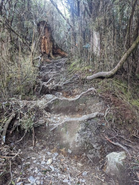 廢棄的伐木時期聚落「巒安堂」。陡下膝軟的「西巒大山」2137101