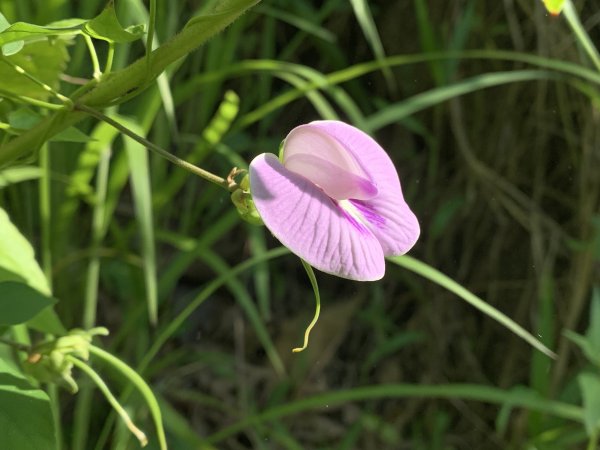 20251115台南大尖山2938083