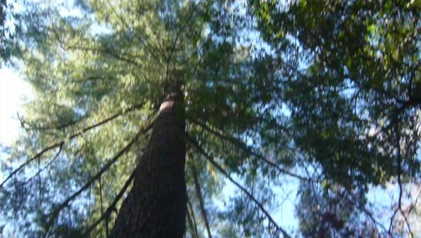 谷關稍來歩道751067