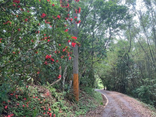 大崎棟古道、騎龍古道2772271