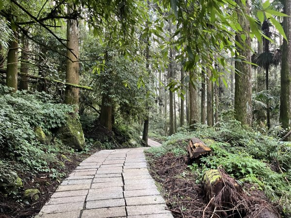 [嘉遊好步道．來嘉走走-04/10] 2024_1011 阿里山頂湖步道2624742