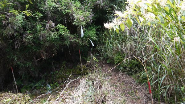 三星山登山健行趣(小百岳85號)1800709