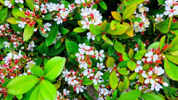 北投社三層崎3010981