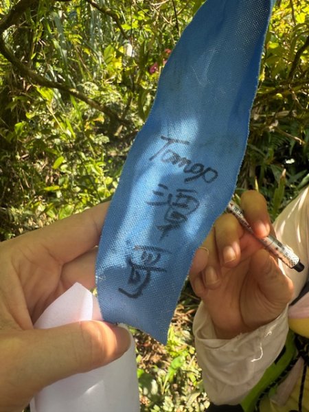 2025-08-30 豎旗山西北稜上-豎旗山-烏山古道西段下2874130