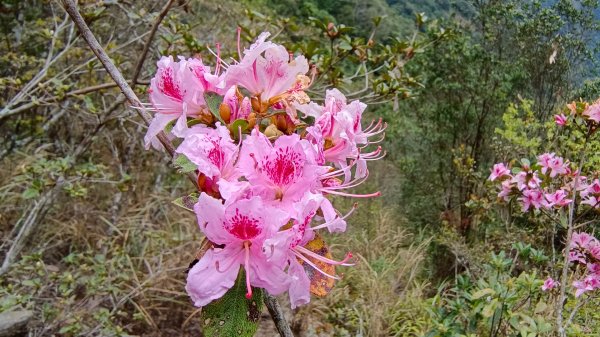 埔里六秀之3關刀山（順走關刀山西峰/西關刀山北峰）1644263