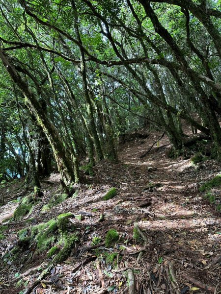 越嶺古道有神木的卡拉寶山2179858