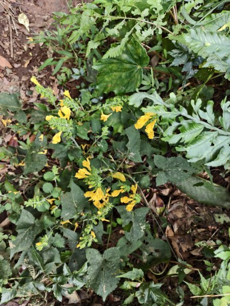 [百山百鳥尋旅-11/15] 2025_0927 大屯主峰-連峰步道_大屯山南峰2899401