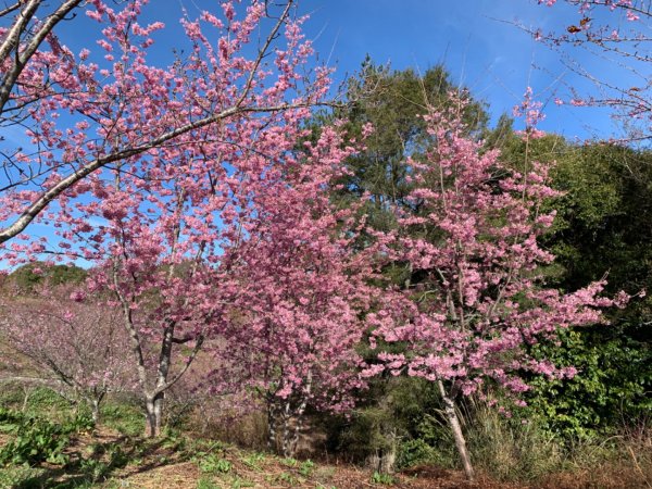 福壽山農場千櫻園賞櫻865344