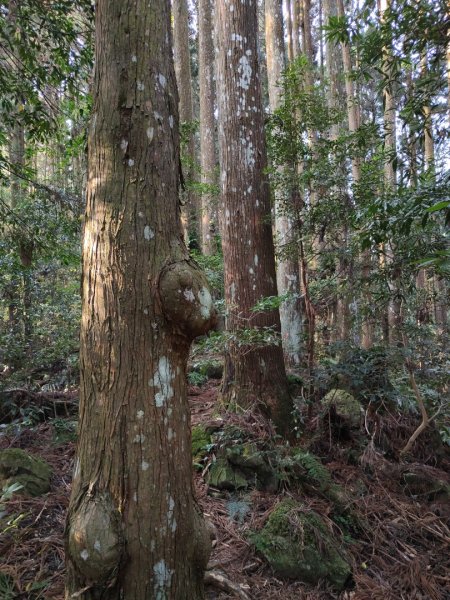 2024.03.23 與水晶蘭相約在哈堪尼山2461009